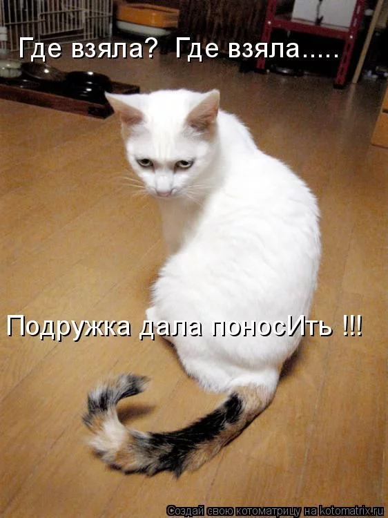 ccb6cc.webp