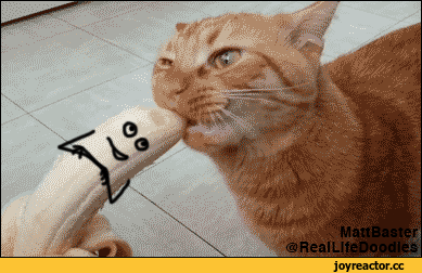 ccbfh1.gif