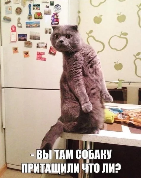 ccdce3.webp