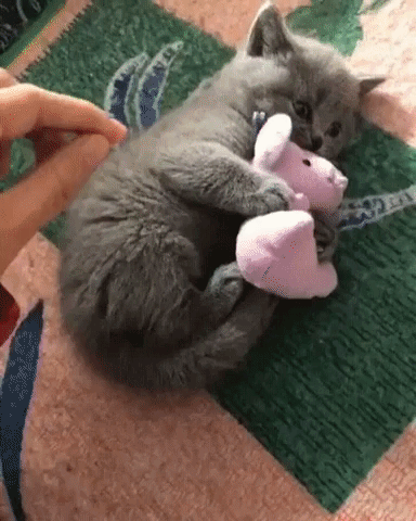 ccgd5f.gif