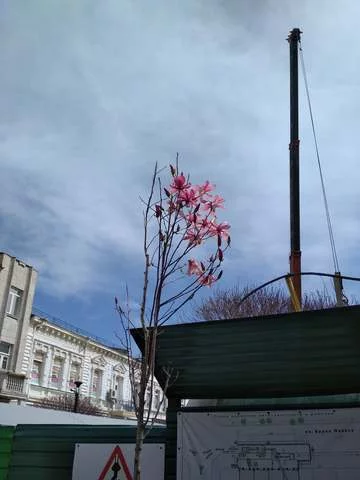 cch6jj.webp