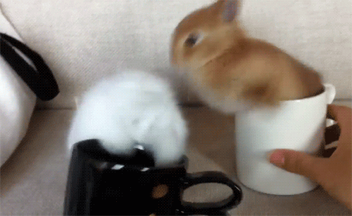 cchb7j.gif