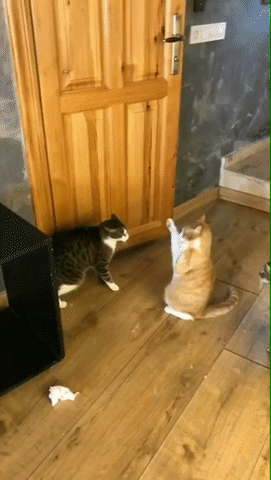 cd65305c16c9587ca6bf1.gif