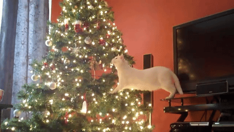cd72ae0b7f8fc447ce.gif