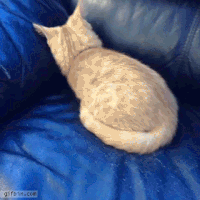 cd9d164c9a04b90c3cb2df6.gif