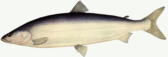 cdae1a.webp