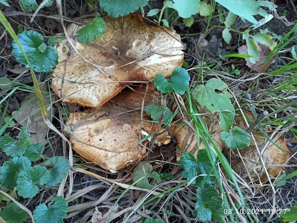 cdc2a099c9ceeebdaf.webp
