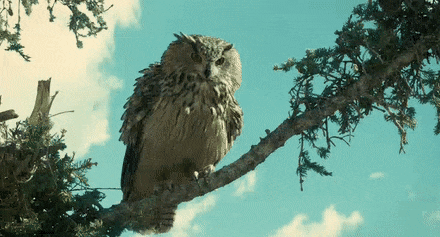 cde86aea81a2190cbfc.gif