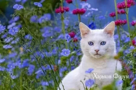 cdf08e7a0bf8368463ab.webp