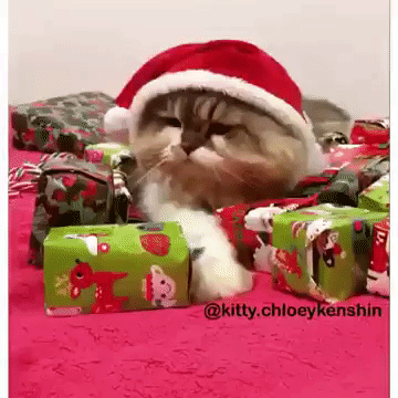 cdf83cf248a7a3dc.gif