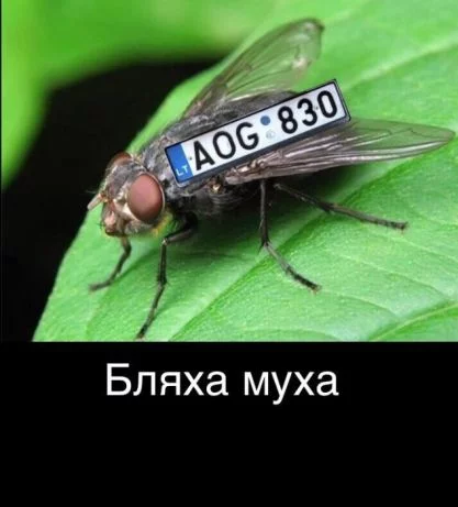 cdgc3g.webp