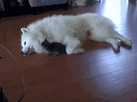 cdgh0b.gif