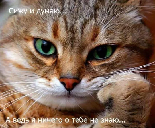 cdhca4.webp