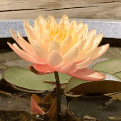 ce1ebfd370287cfa353e5f000cbdfd5a3fd3b729.gif