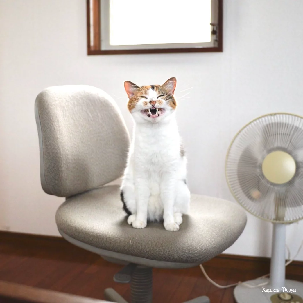 ce704142d2722c9ed.webp