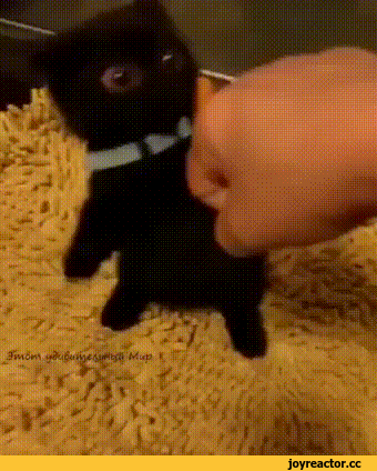 ce7cde7b36c66f925dc.gif
