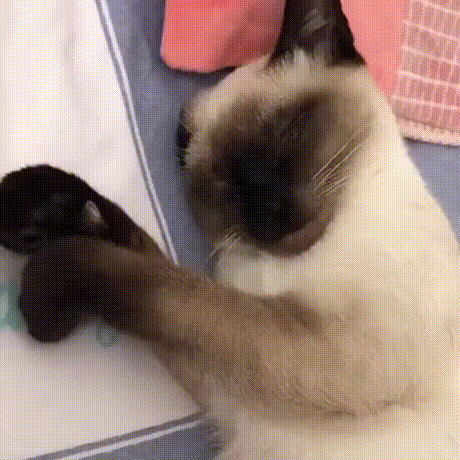 cebdc0ae5cdc5ad5fce59.gif