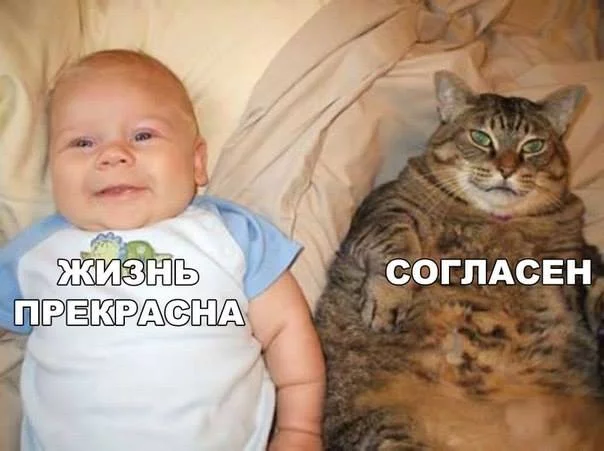 ceead6.webp