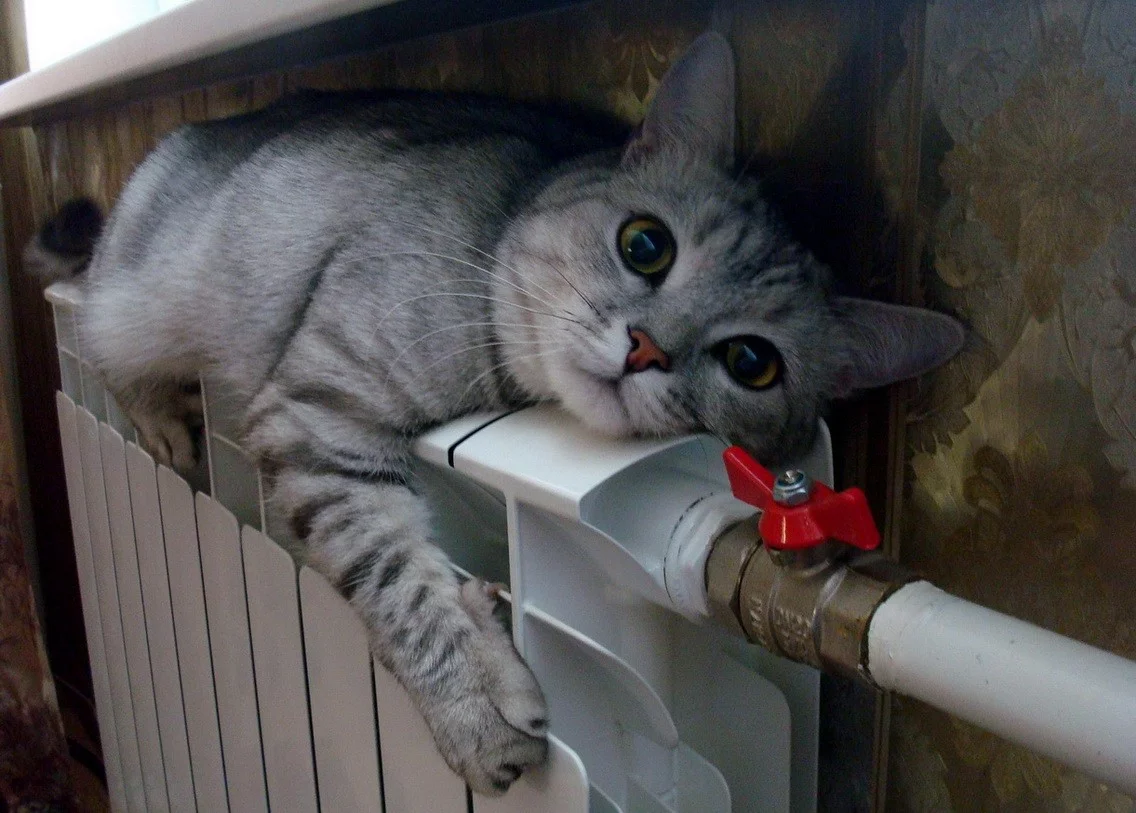 ceeb7j.webp