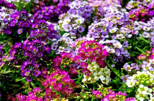 cehbj5.webp