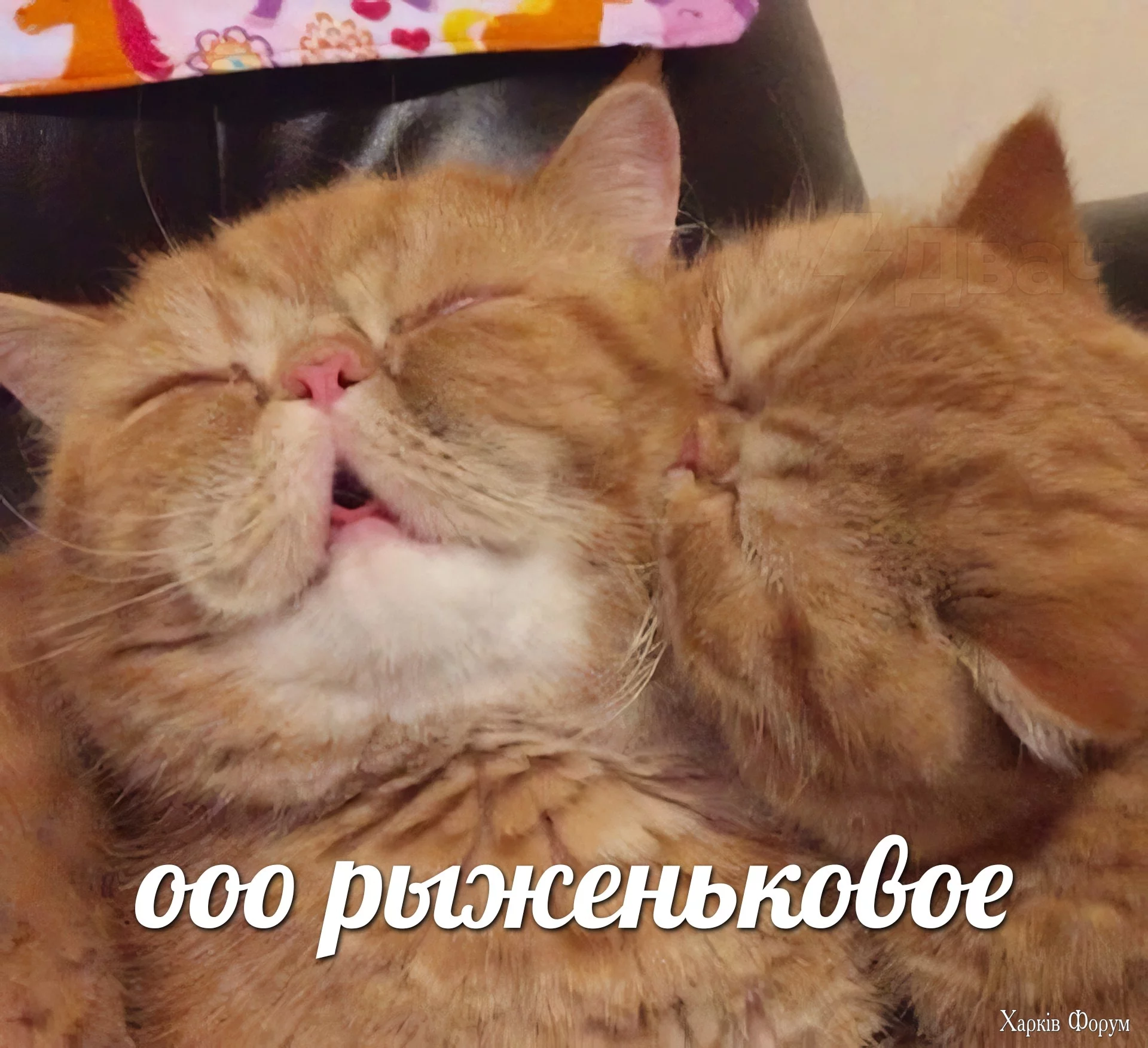 Cегодня отмечается День «поцелуйте рыженького».webp