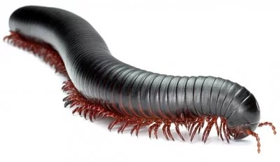centi-400x231.webp