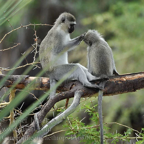 cercopithecus_aethiops_bb6700.webp