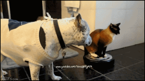 cf0b552482f5b7eec.gif
