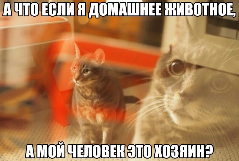 cf0cec.webp