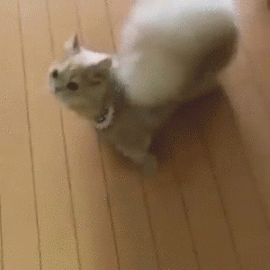 cf6agc.gif