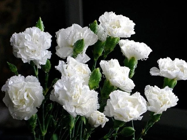 cf6ggf.webp