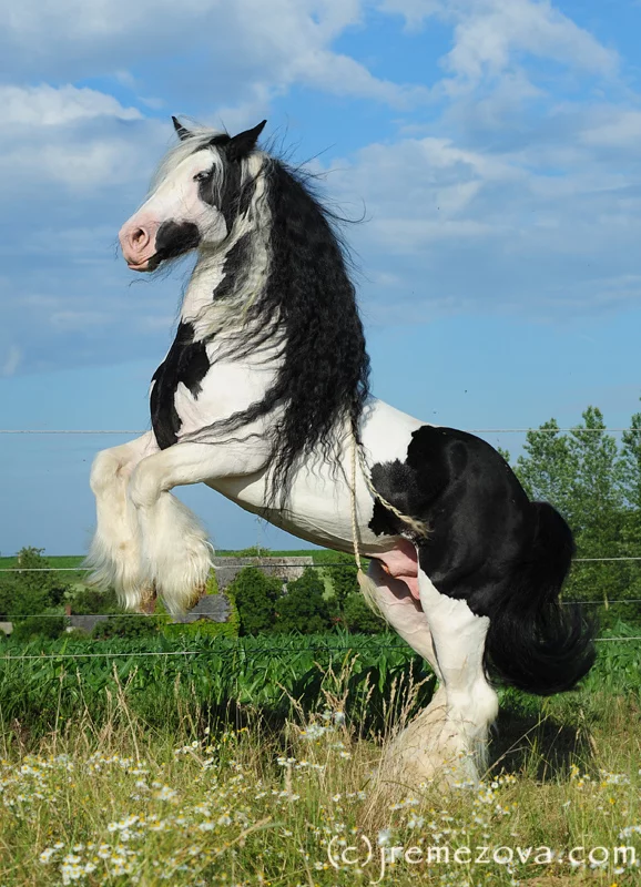 cfbfa3fa.webp