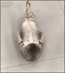 cfbg6f.gif