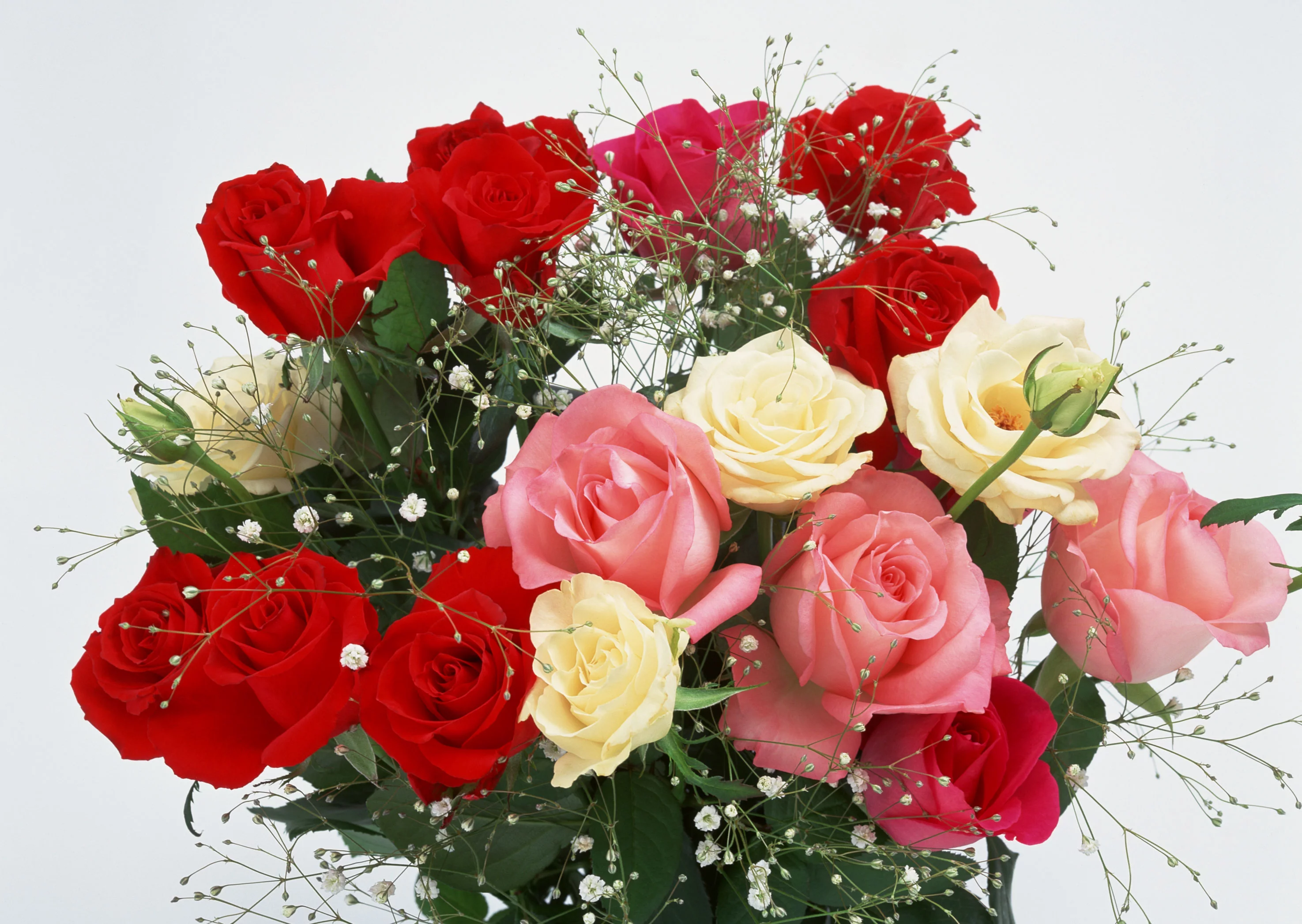 cff1ch.webp