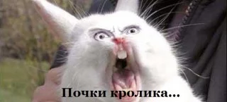 cff4jf.webp