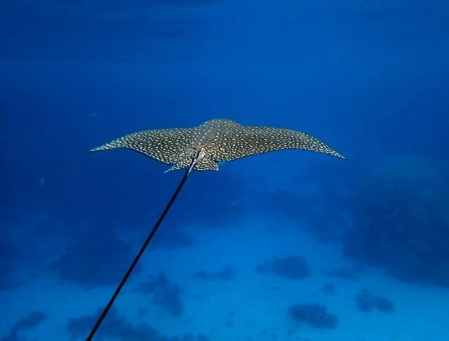 cfjh6d.webp