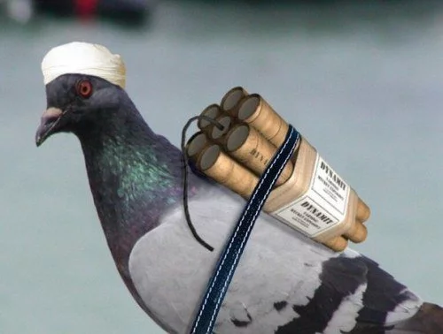 cg8eef.jpg