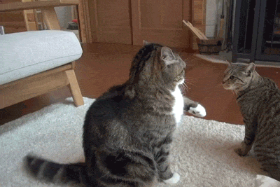 cgc8be.gif