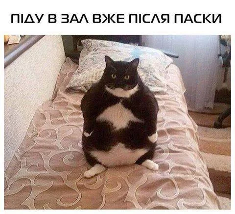 cgjje2.webp