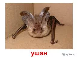 ch0hed.webp