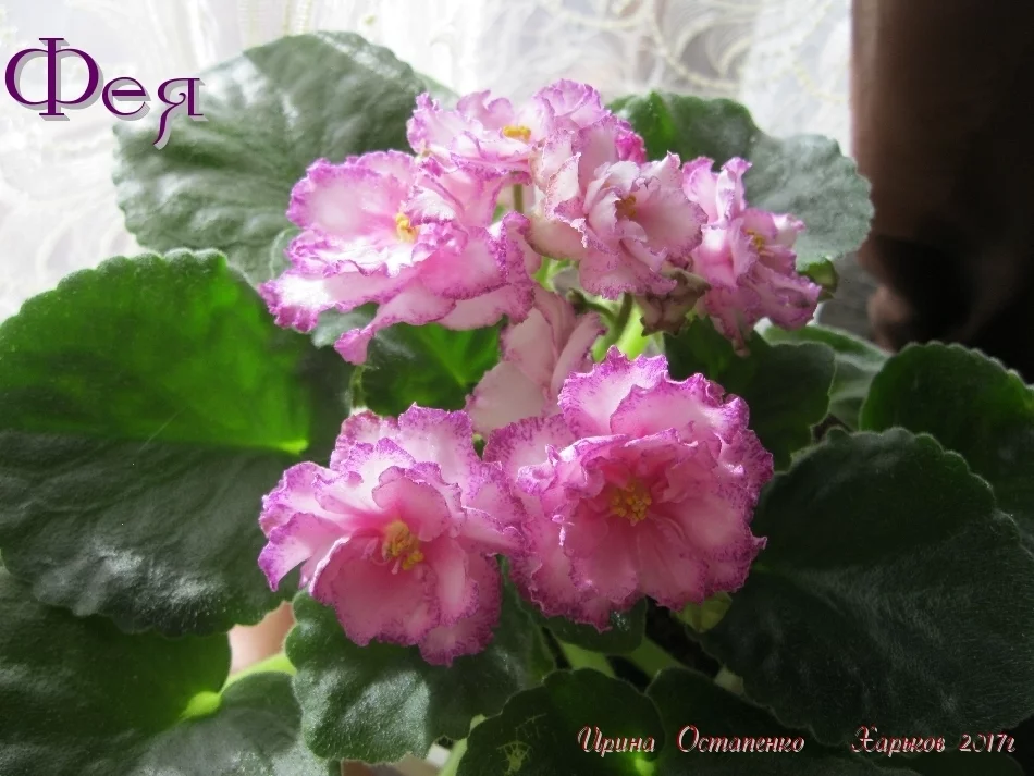 cha5bh.webp