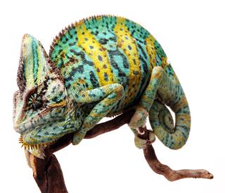 Chamaeleon-calyptratus.jpg