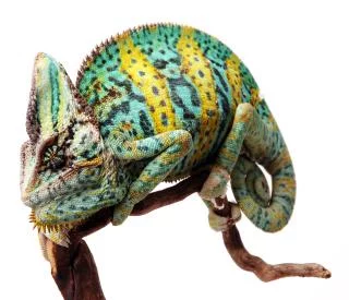 Chamaeleon-calyptratus.webp