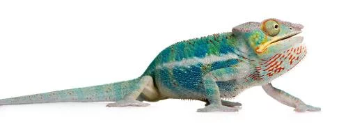 Chameleon-Furcifer-Pardalis.webp