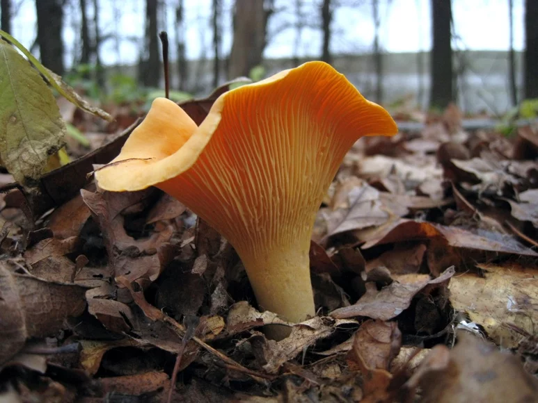 chanterelle_by_a_sha_f-d5l5tb9.webp