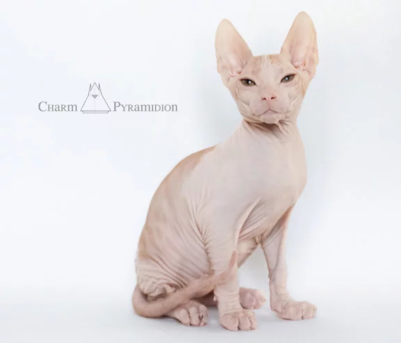 Charm_Piramidion_A010.webp