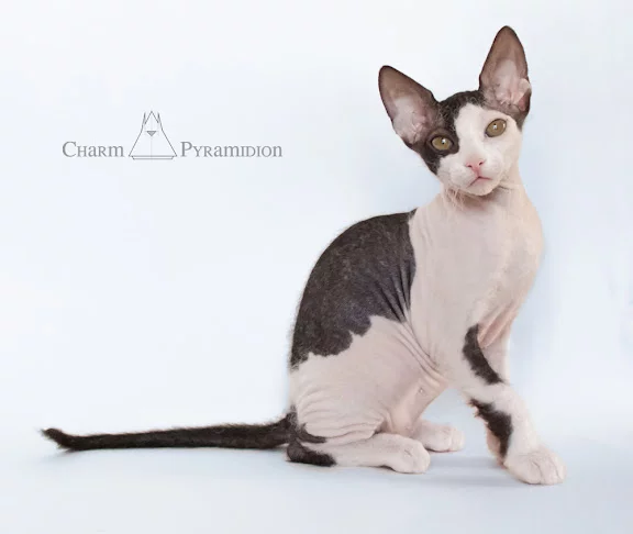 Charm_Piramidion_A014.webp