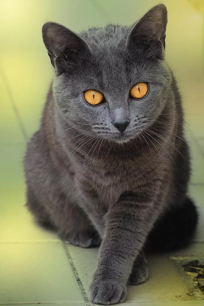 Chartreux_7.webp