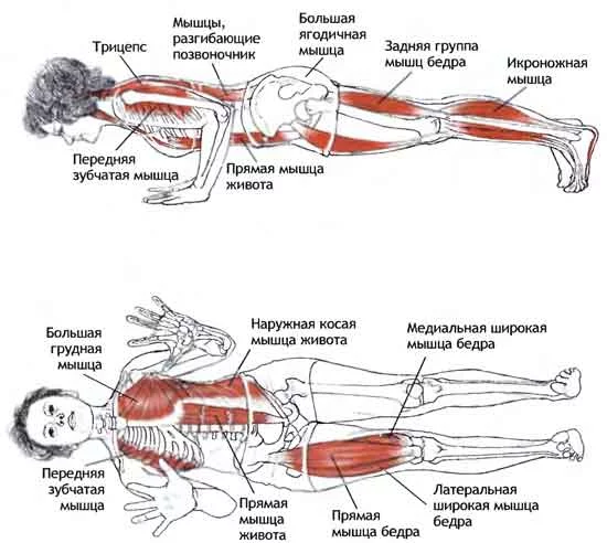 chaturanga_dandasana1.webp