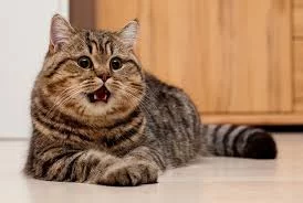chdbb7.webp